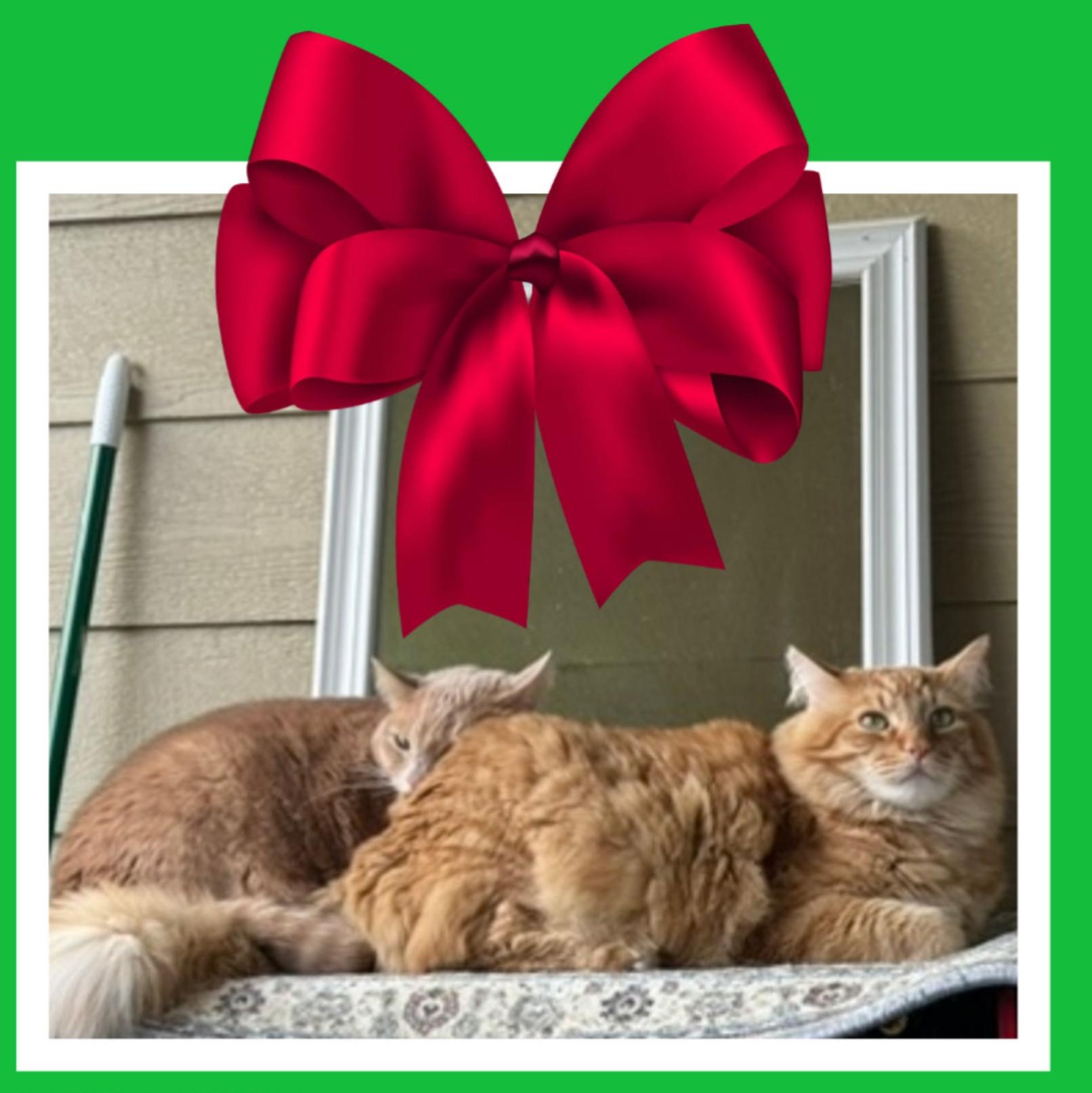 Enlarge Pinky & Leo BONDED, an adopted mixed breed in Beaverton, OR image 6/6