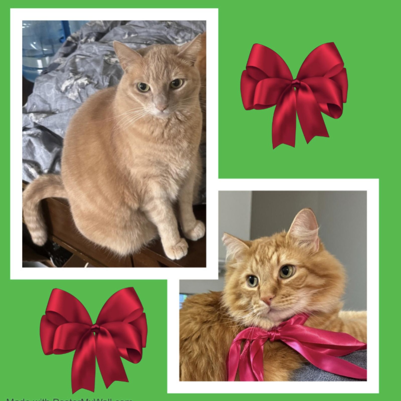 Enlarge Pinky & Leo BONDED, an adopted mixed breed in Beaverton, OR image 1/6