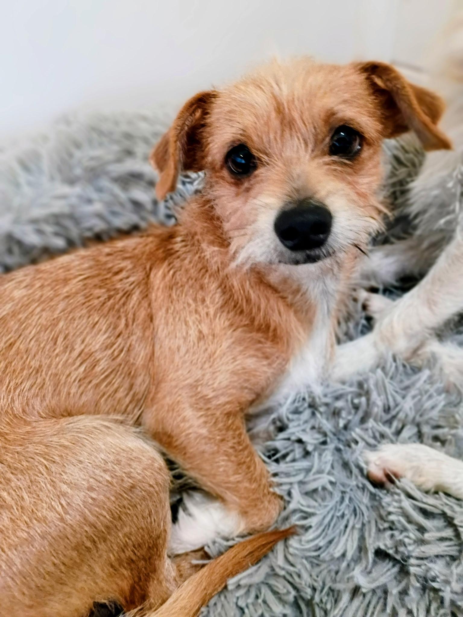 Enlarge Gage-Loves a good zoomie, a Adoptable mixed breed in Dayton, OH image 5/6