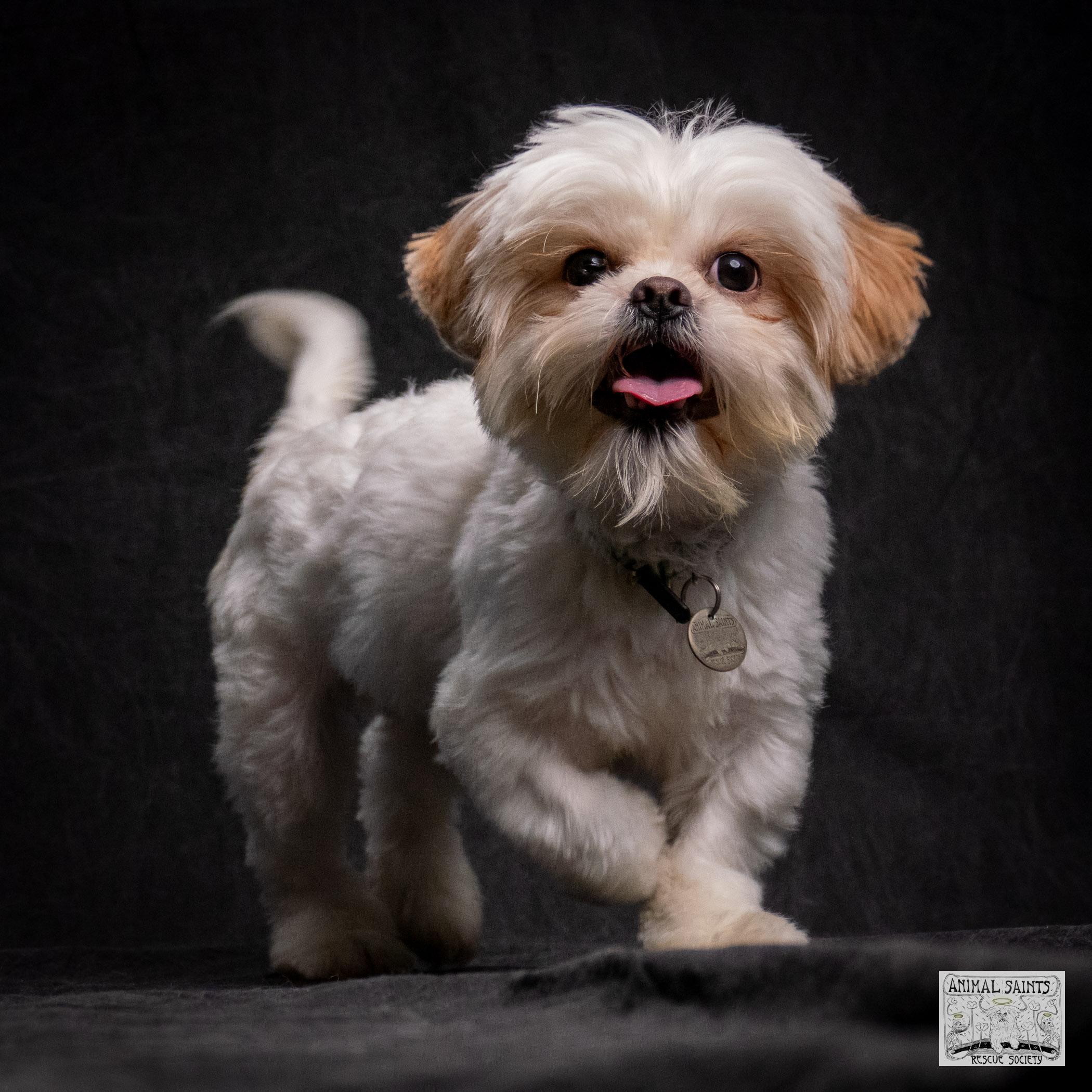 Enlarge Fiona, a Adoptable mixed breed in Fort Montgomery, NY image 1/6