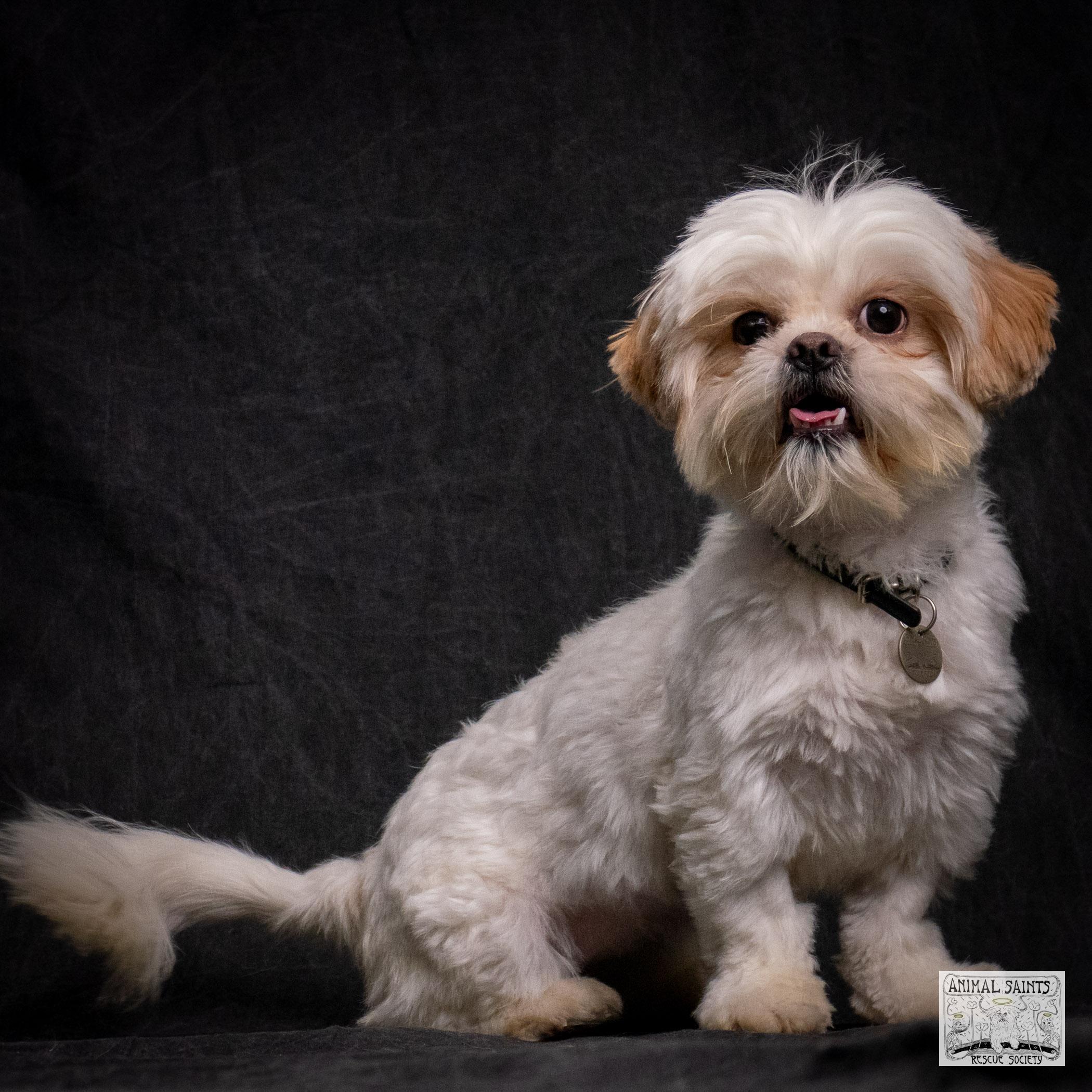 Enlarge Fiona, a Adoptable mixed breed in Fort Montgomery, NY image 2/6