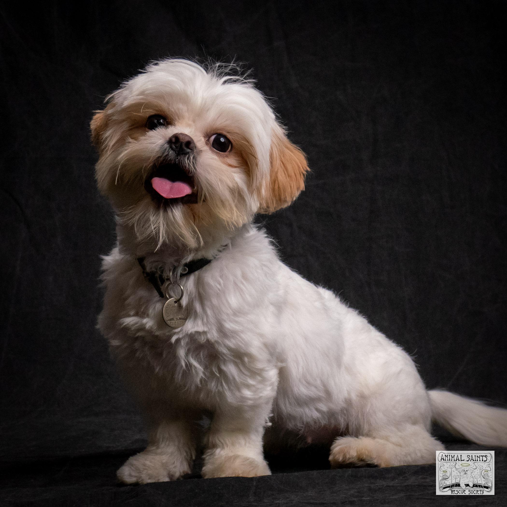 Enlarge Fiona, a Adoptable mixed breed in Fort Montgomery, NY image 3/6