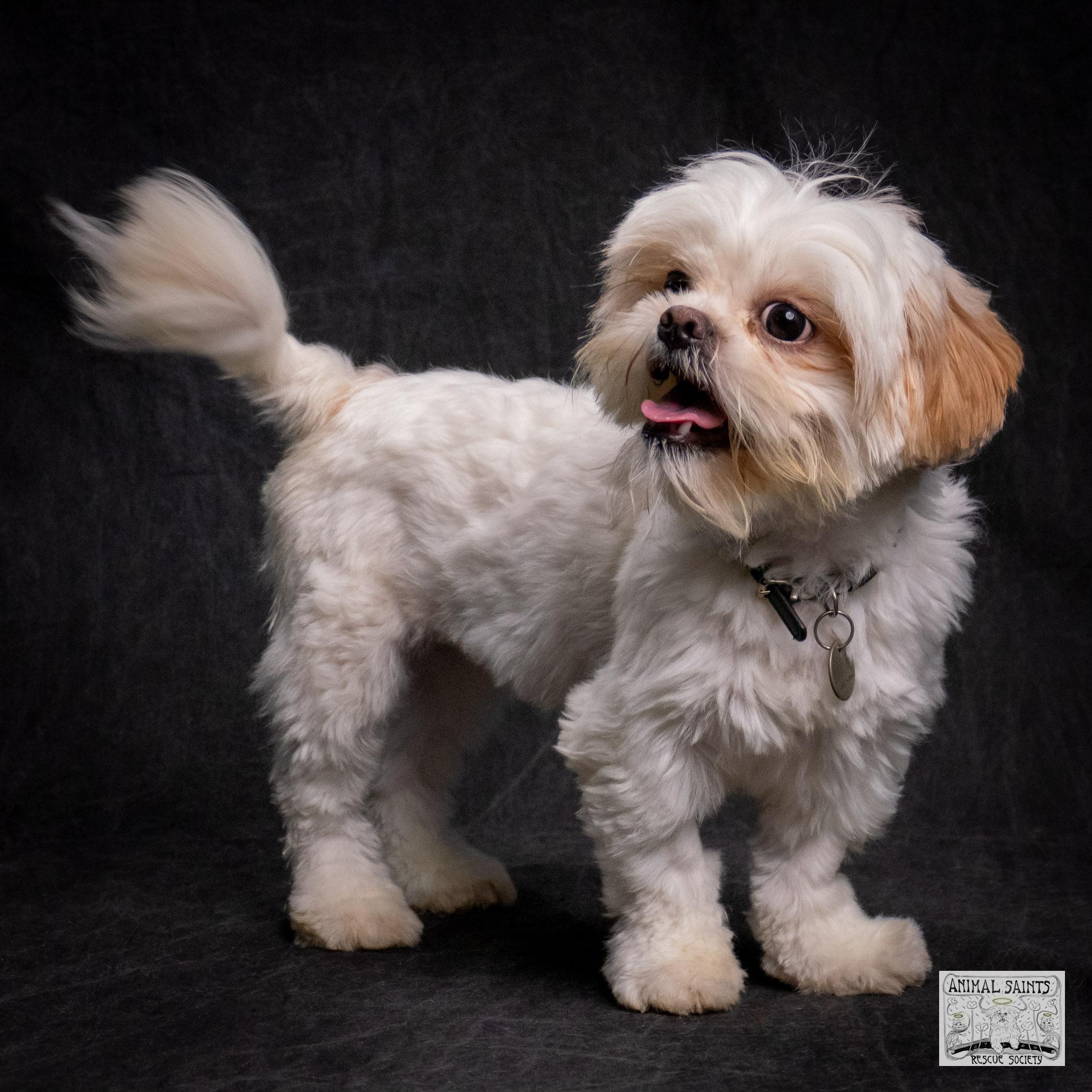 Enlarge Fiona, a Adoptable mixed breed in Fort Montgomery, NY image 4/6