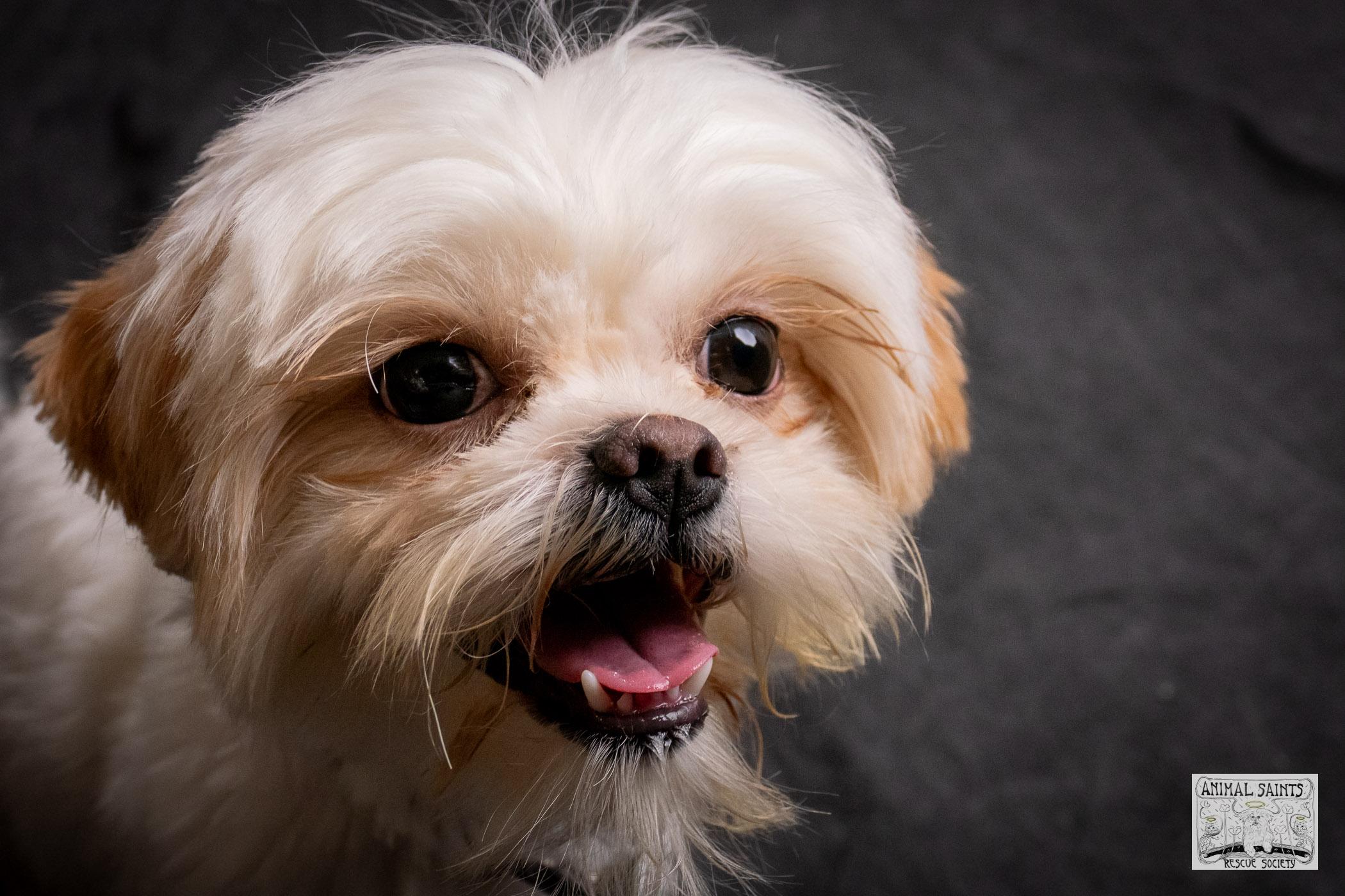 Enlarge Fiona, a Adoptable mixed breed in Fort Montgomery, NY image 5/6