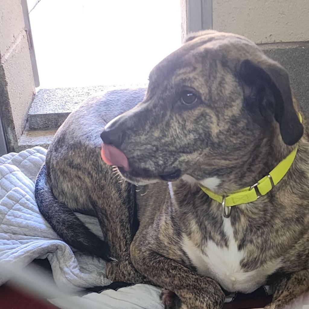 Enlarge Jericho, a Adoptable Mixed Breed in Camden, DE image 1/1