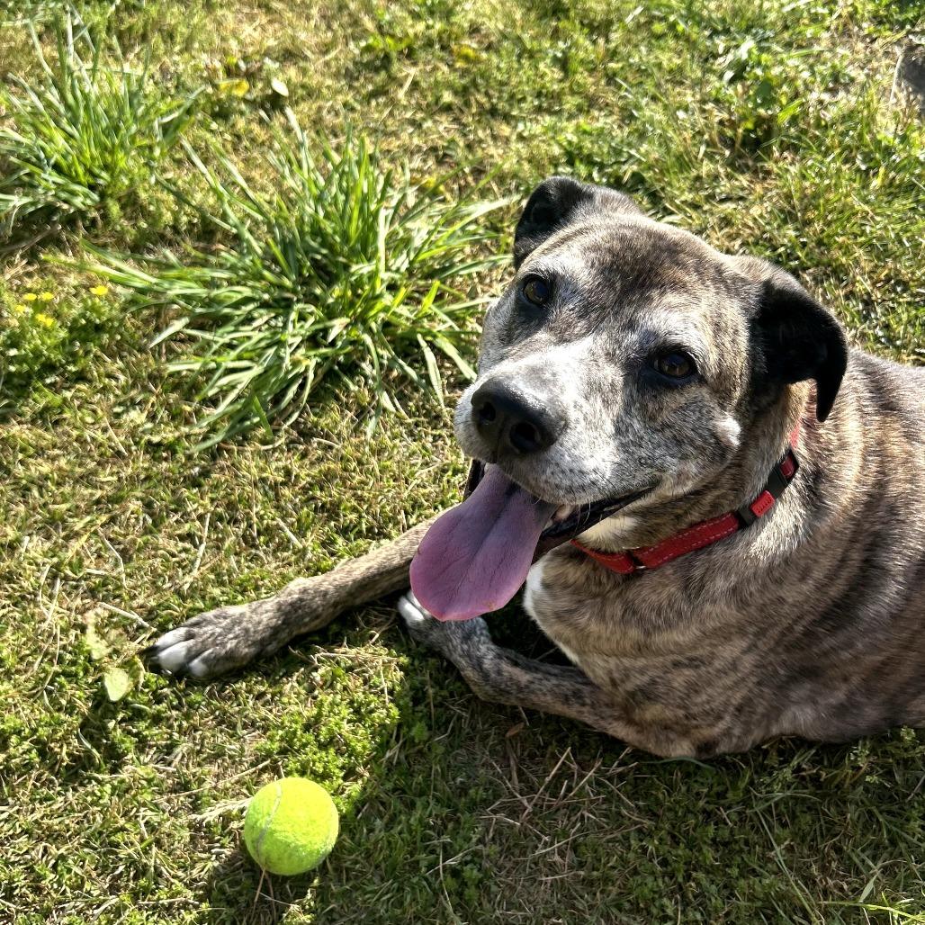 Jericho, a Adoptable Mixed Breed in Camden, DE image 2/2