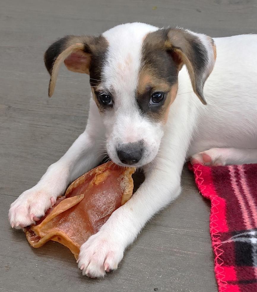Enlarge Gracie, a Adoptable mixed breed in Lake Geneva, WI image 4/5