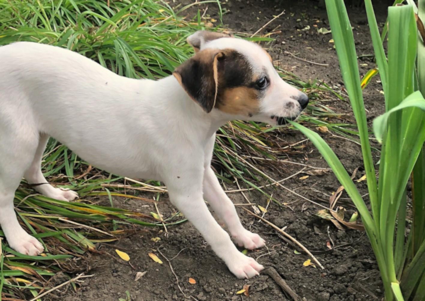 Enlarge Gracie, a Adoptable mixed breed in Lake Geneva, WI image 5/5