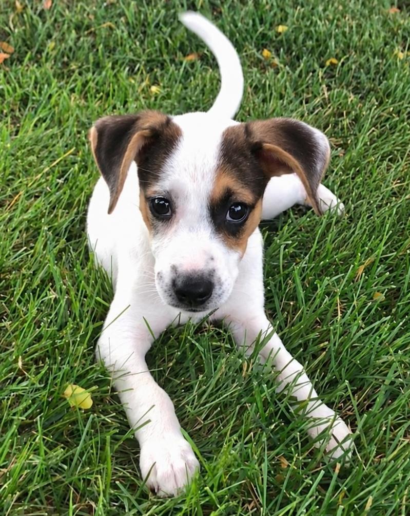 Enlarge Gracie, a Adoptable mixed breed in Lake Geneva, WI image 2/5