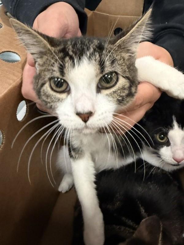 Aesop, Adoptable, Kitten Female Domestic Short Hair.