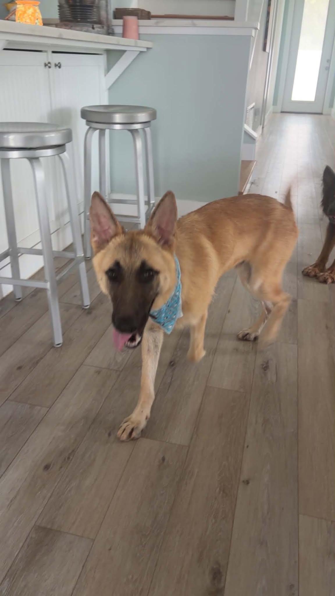 Gerri (Geronimo), a Adopted German Shepherd Dog in Montgomery, AL image 1/3