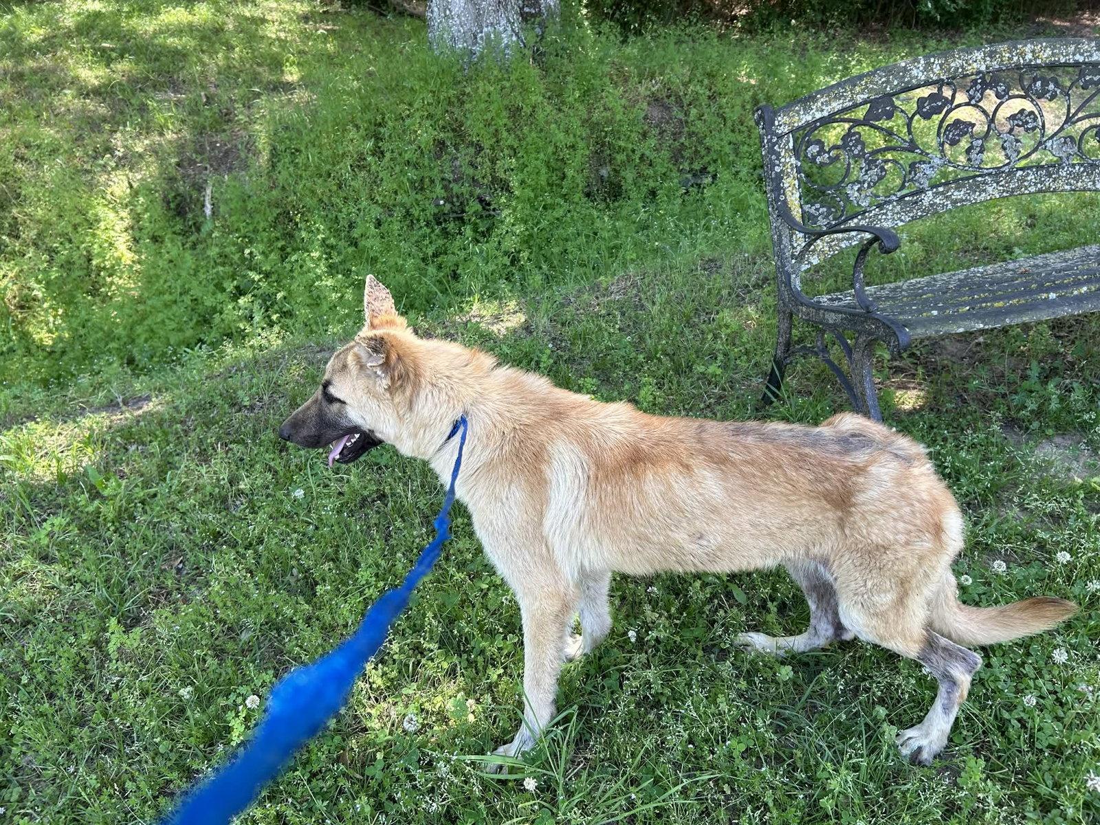 Gerri (Geronimo), a Adopted German Shepherd Dog in Montgomery, AL image 2/3