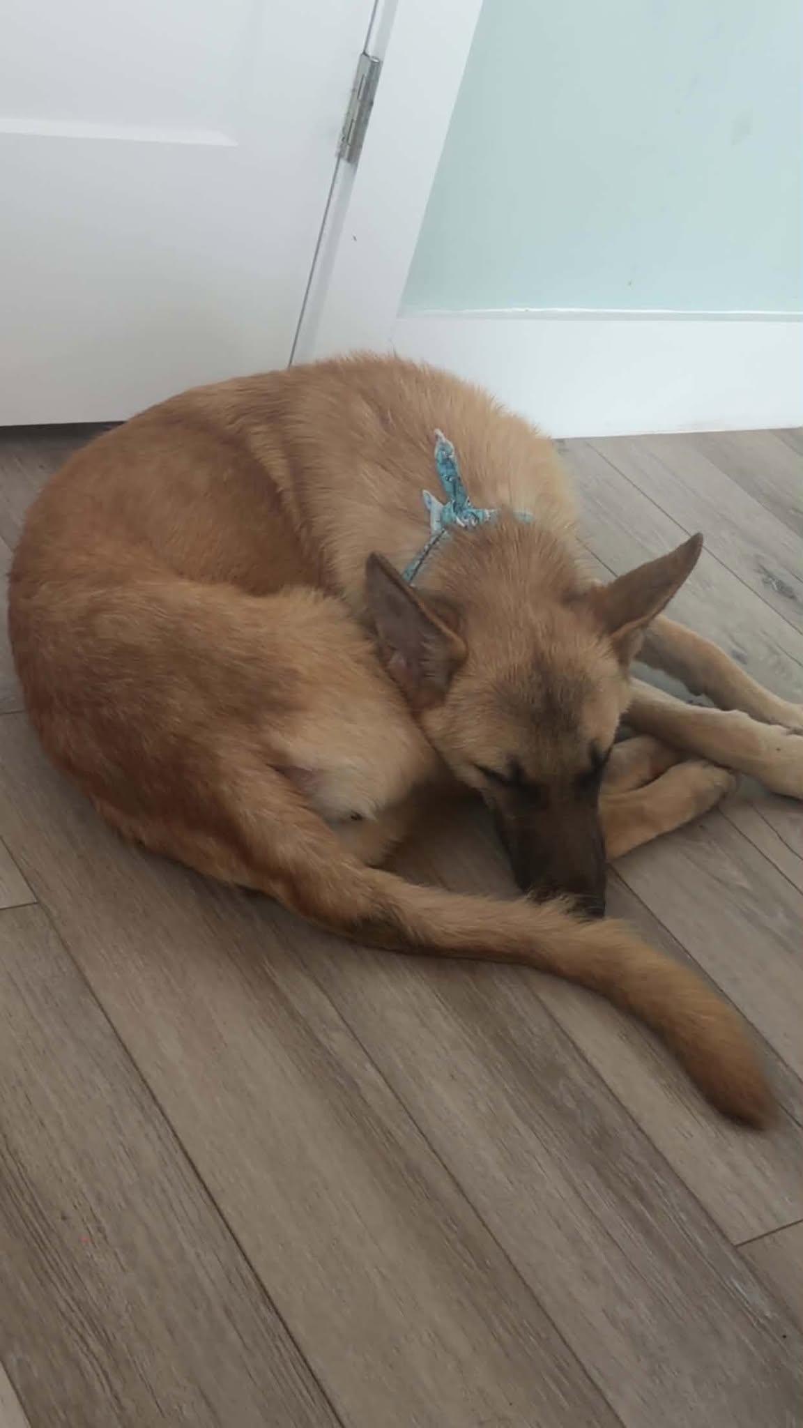 Gerri (Geronimo), a Adopted German Shepherd Dog in Montgomery, AL image 3/3
