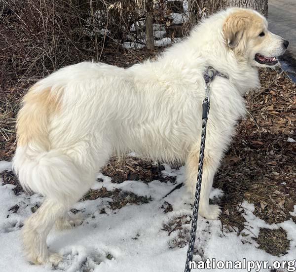 Leon in NJ - Loves To Bounce In The Snow!