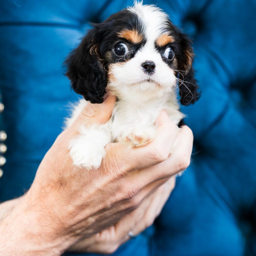 Hera, ADOPTABLE, Puppy Female Cavalier King Charles Spaniel.