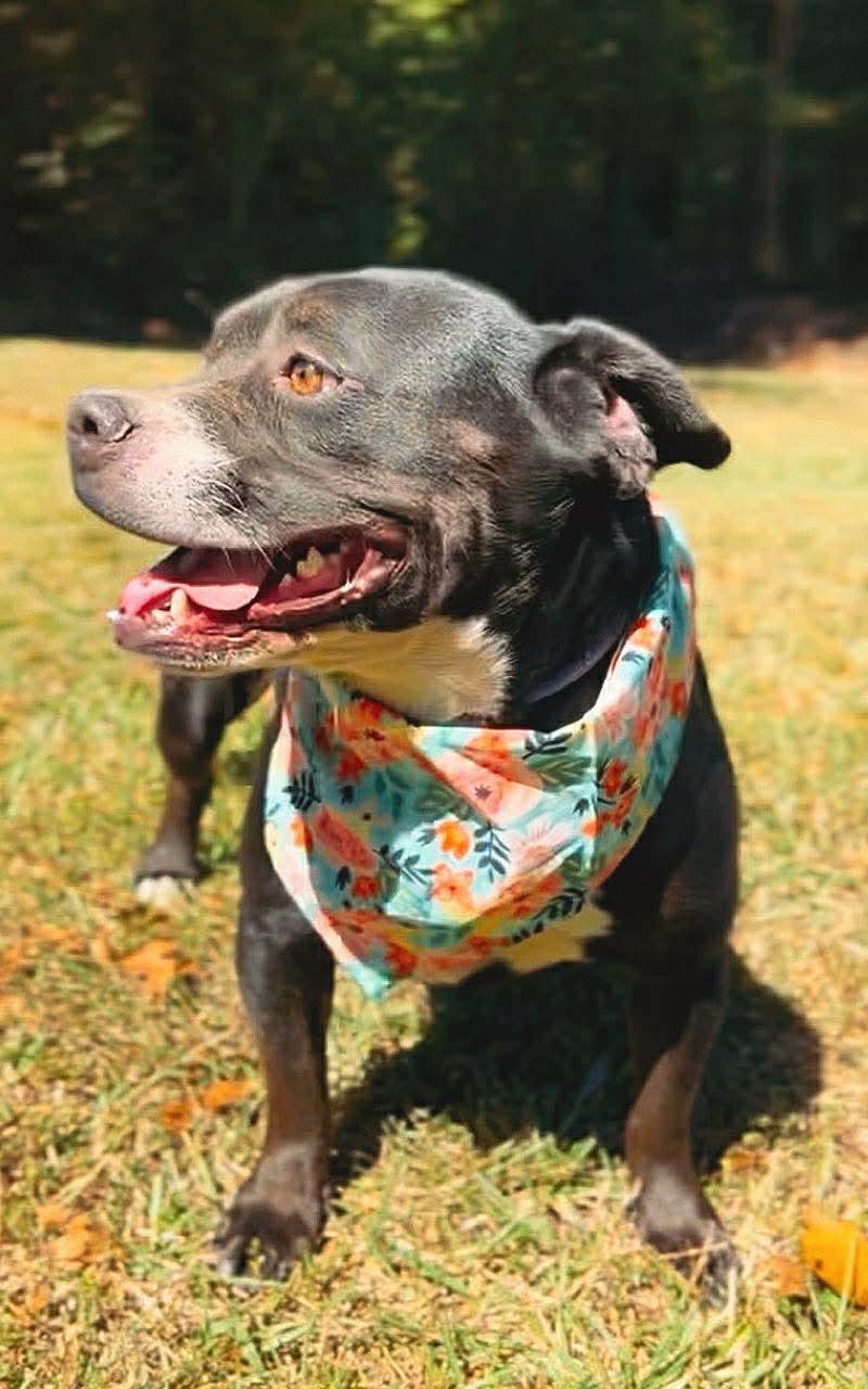 Enlarge Jada , a Adoptable American Bully in Carthage, MS image 3/6