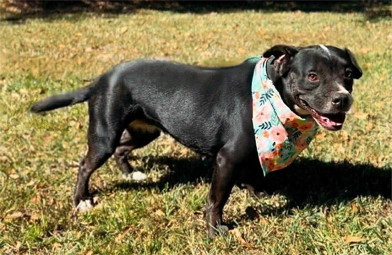 Enlarge Jada , a Adoptable American Bully in Carthage, MS image 2/6
