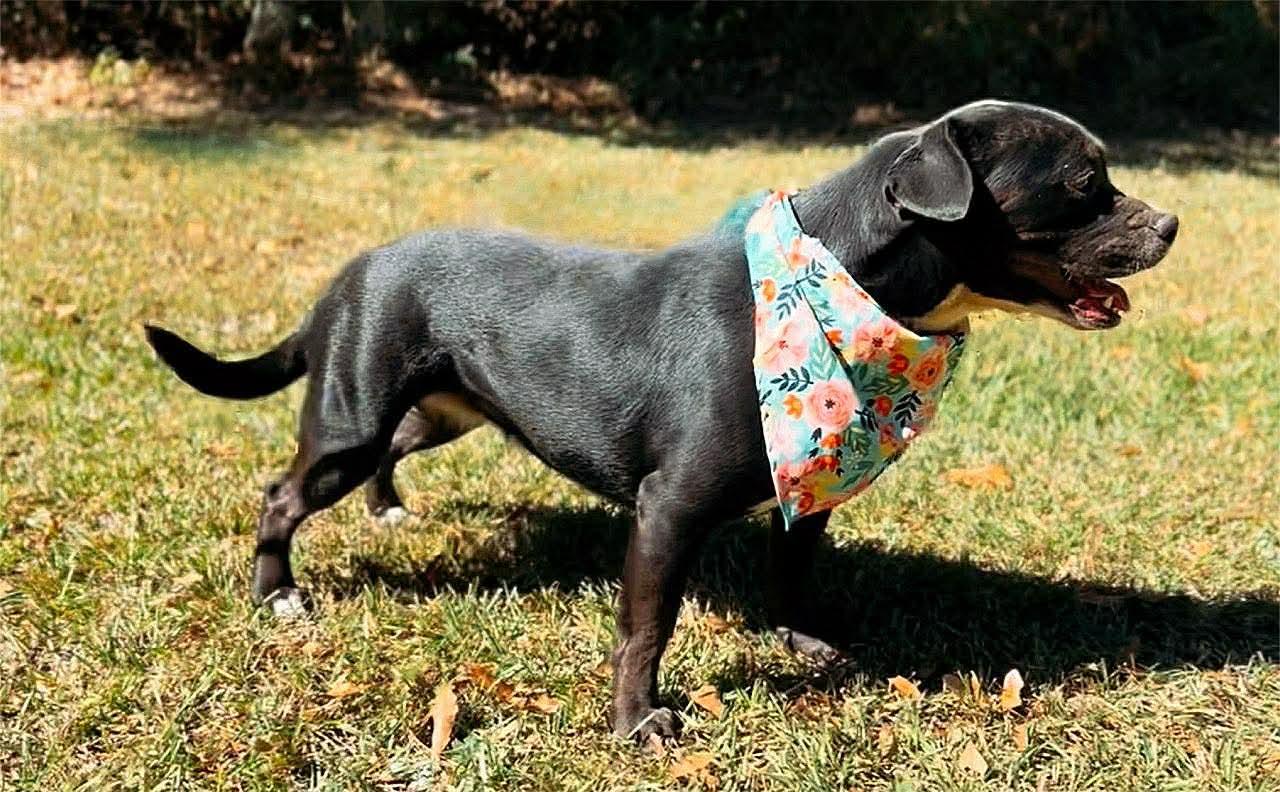Enlarge Jada , a Adoptable American Bully in Carthage, MS image 6/6