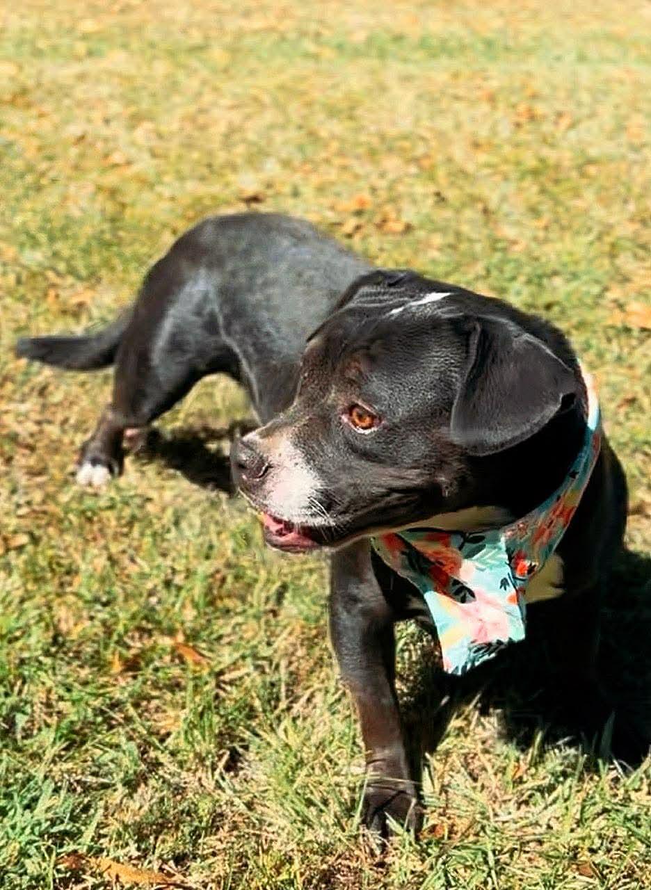 Enlarge Jada , a Adoptable American Bully in Carthage, MS image 5/6
