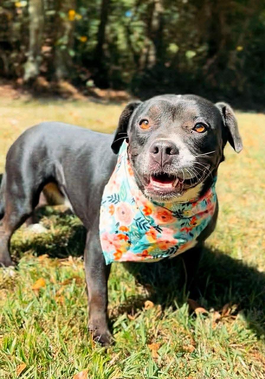 Enlarge Jada , a Adoptable American Bully in Carthage, MS image 4/6