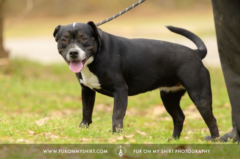 Jada , Adoptable, Young Female American Bully.