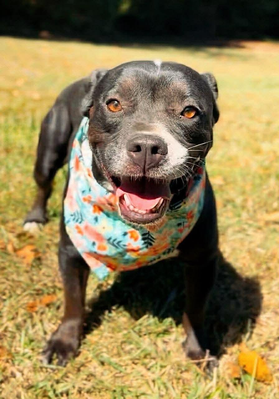 Enlarge Jada , a Adoptable American Bully in Carthage, MS image 1/6