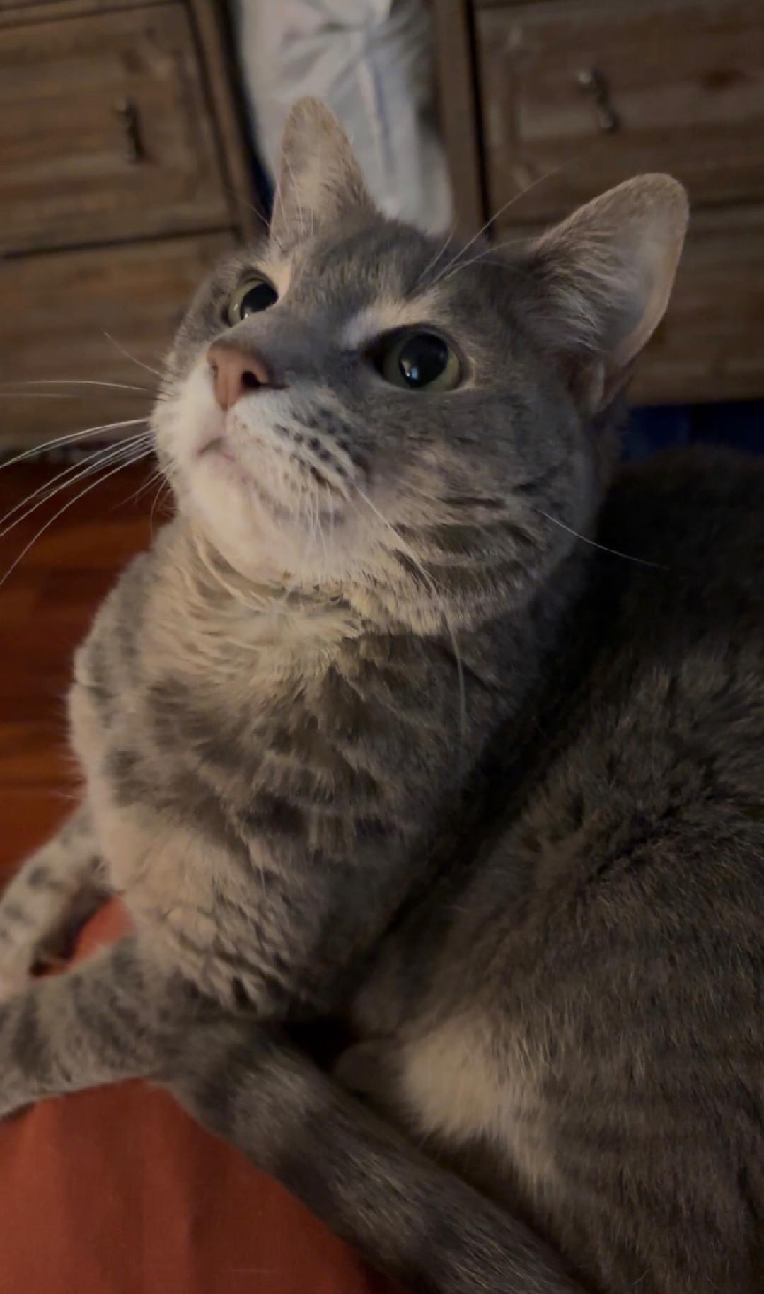 Enlarge Jellybean, a Adoptable Domestic Short Hair in Maryville, TN image 2/3