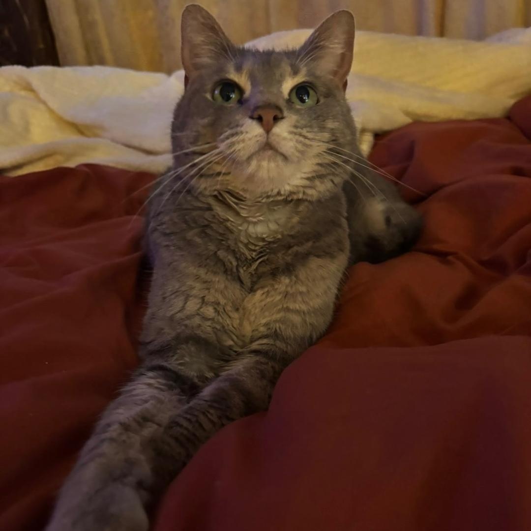 Jellybean, Adoptable, Adult Female Domestic Short Hair.