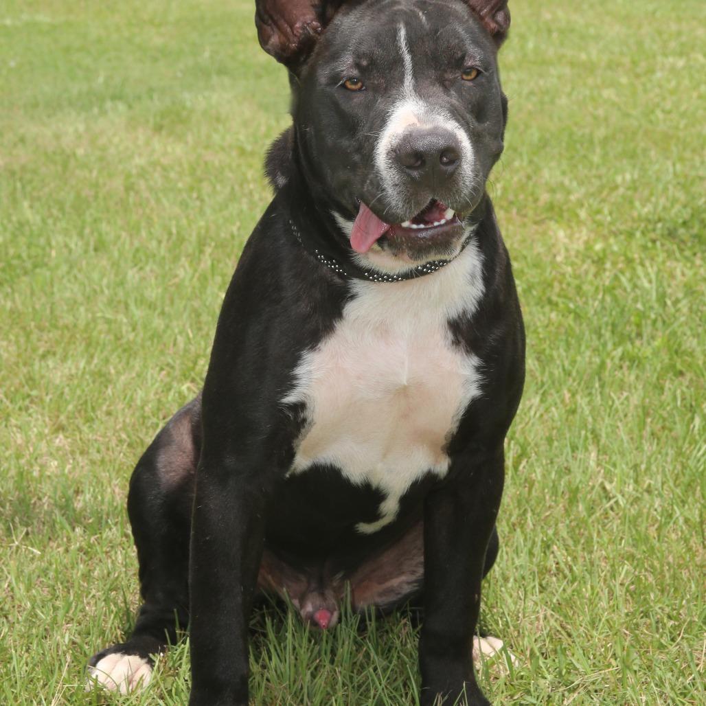 Sonny S1, Adoptable, Adult Male Pit Bull Terrier.