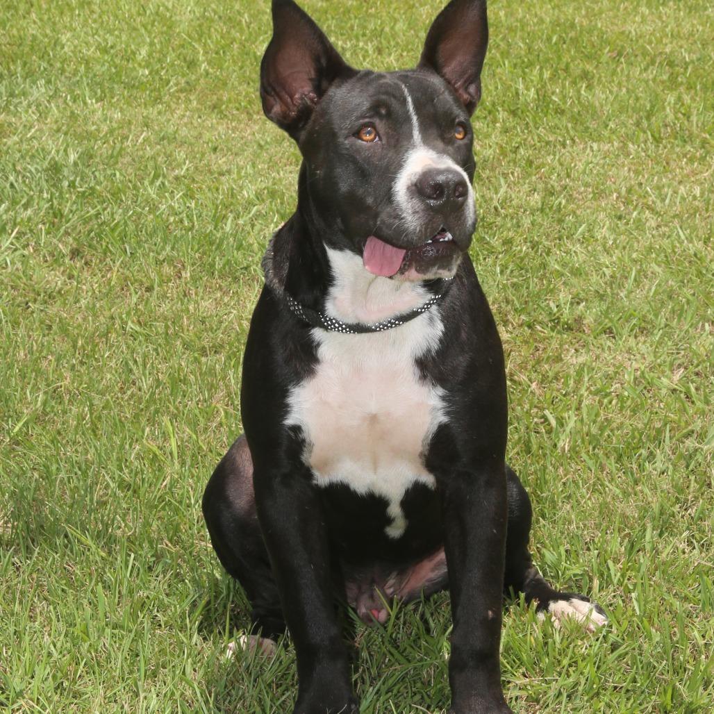 Sonny S1, a Adoptable Pit Bull Terrier in Natchitoches, LA image 2/6