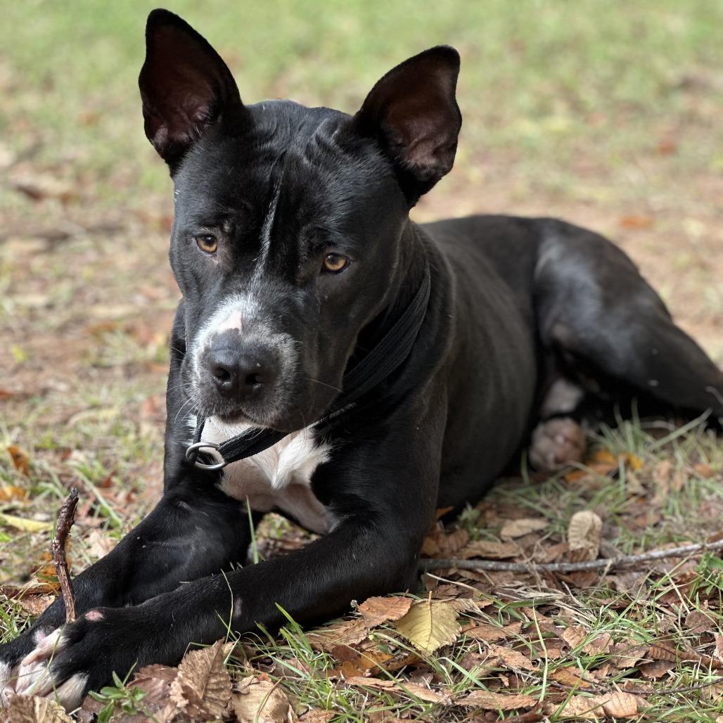 Sonny S1, a Adoptable Pit Bull Terrier in Natchitoches, LA image 3/6