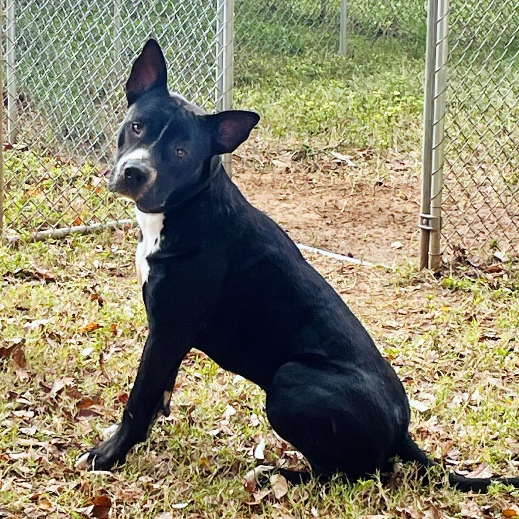 Sonny S1, a Adoptable Pit Bull Terrier in Natchitoches, LA image 4/6