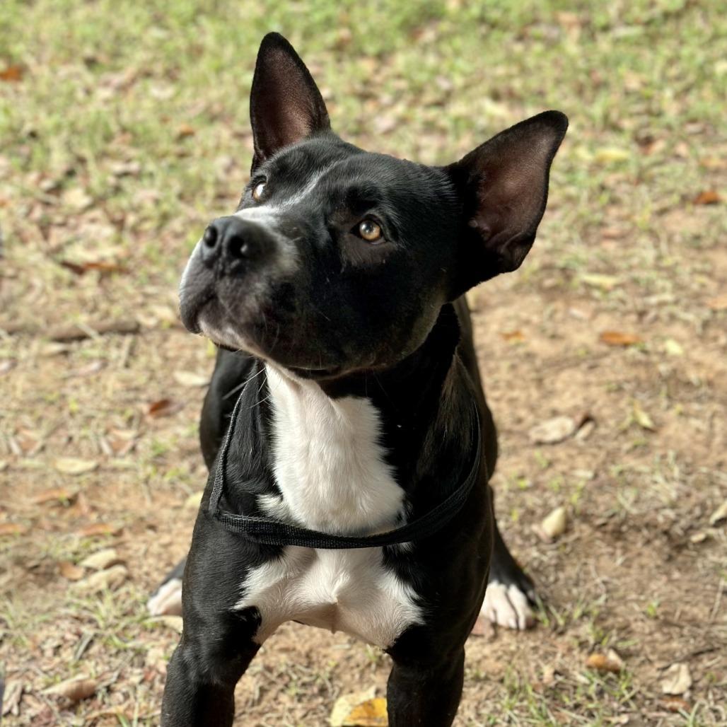 Sonny S1, a Adoptable Pit Bull Terrier in Natchitoches, LA image 5/6
