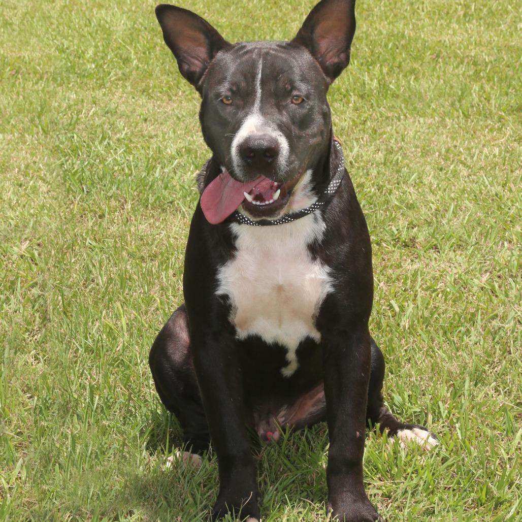 Sonny S1, a Adoptable Pit Bull Terrier in Natchitoches, LA image 6/6