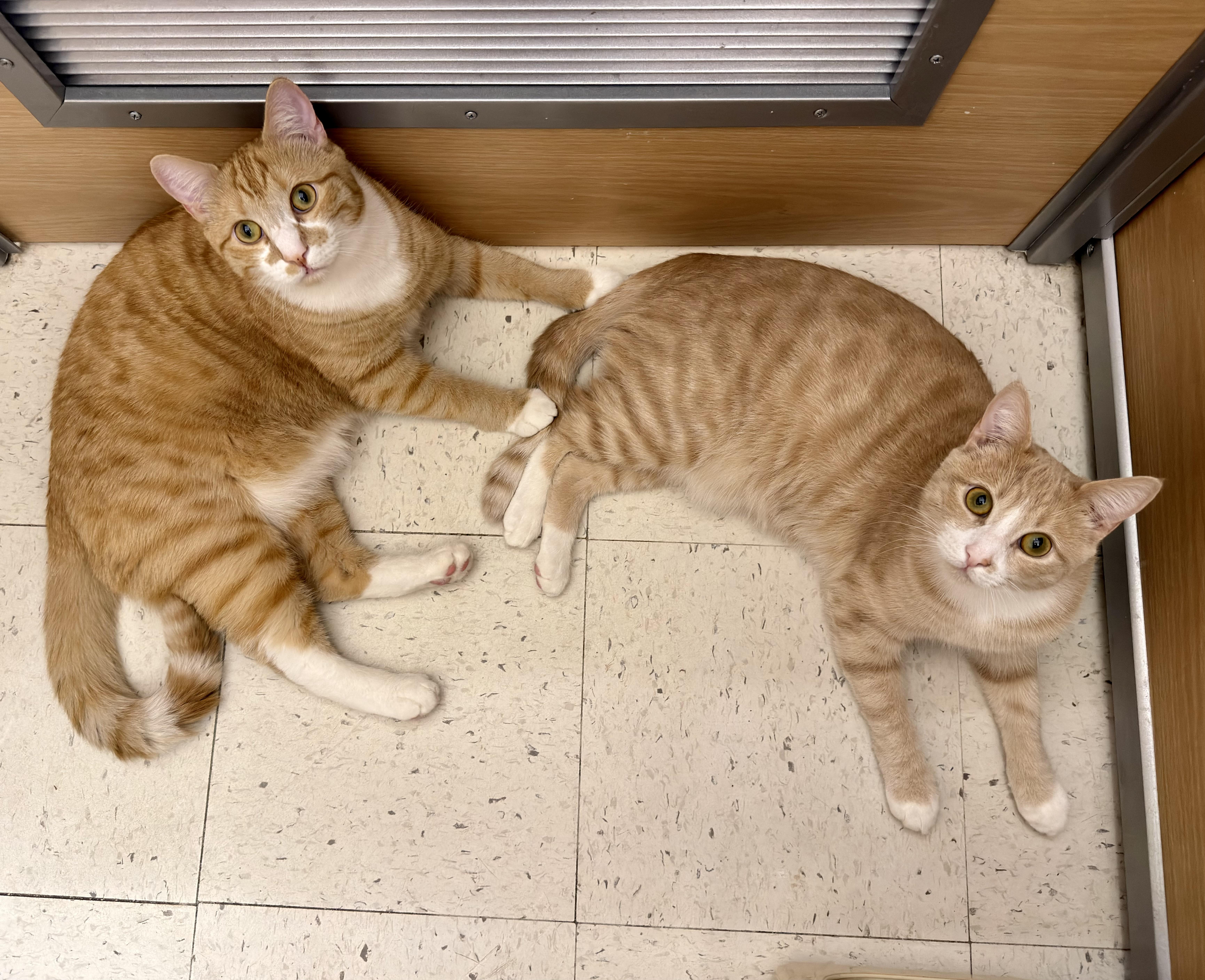 Barley and Hopps, an adoptable Domestic Short Hair in Salem, NH image 1/4