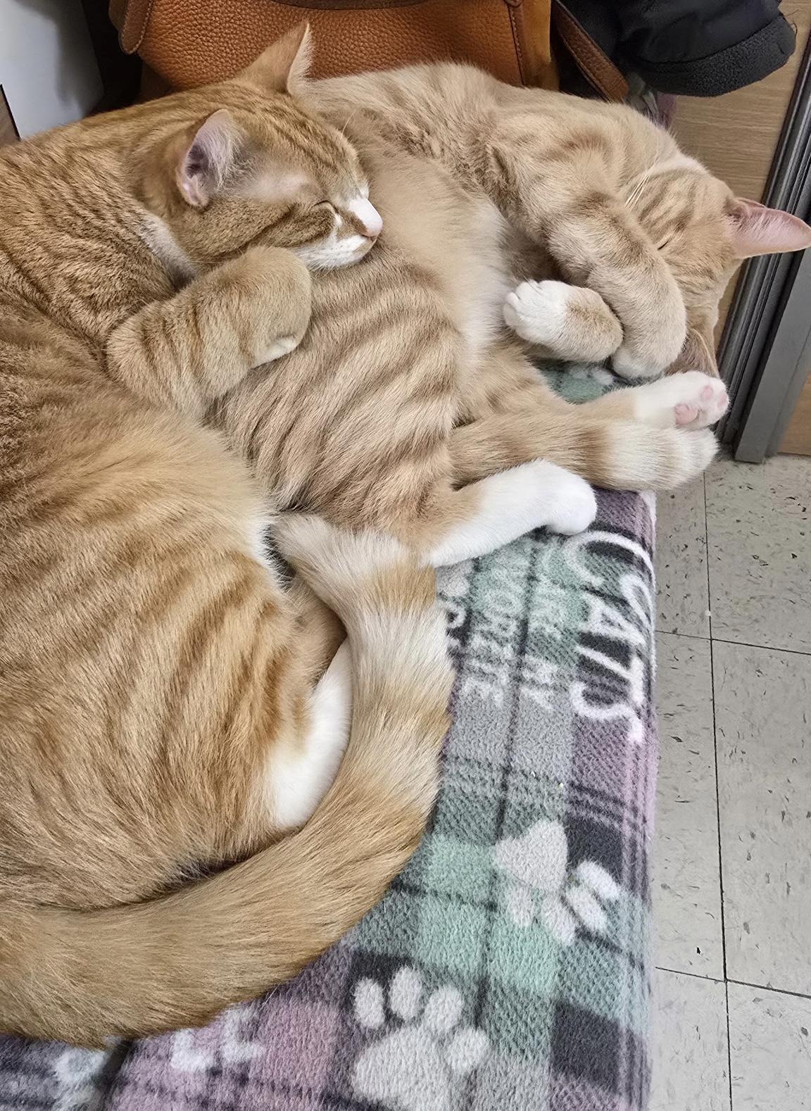 Enlarge Barley and Hopps, a ADOPTABLE Domestic Short Hair in Salem, NH image 1/3