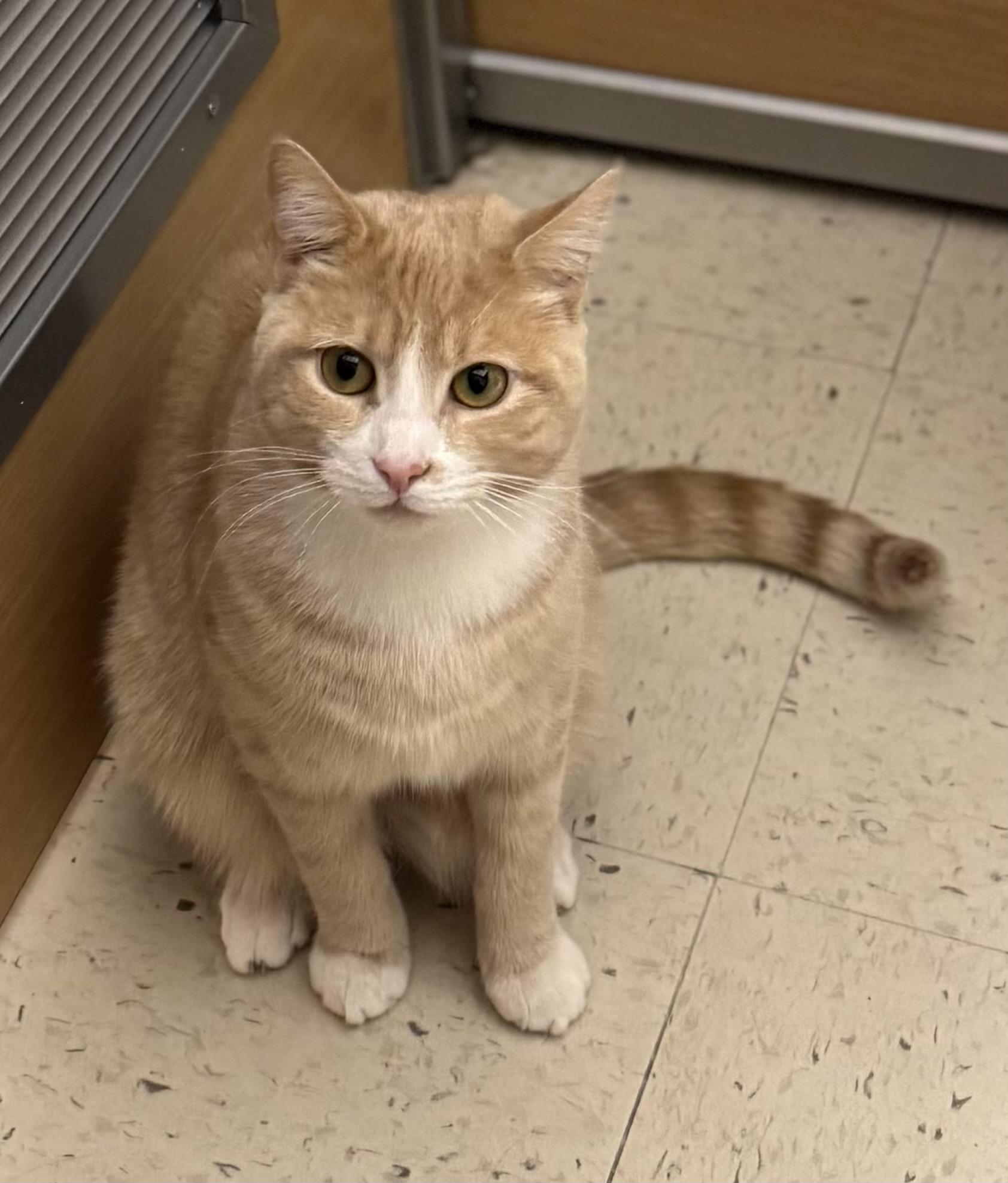 Enlarge Barley and Hopps, a ADOPTABLE Domestic Short Hair in Salem, NH image 3/3