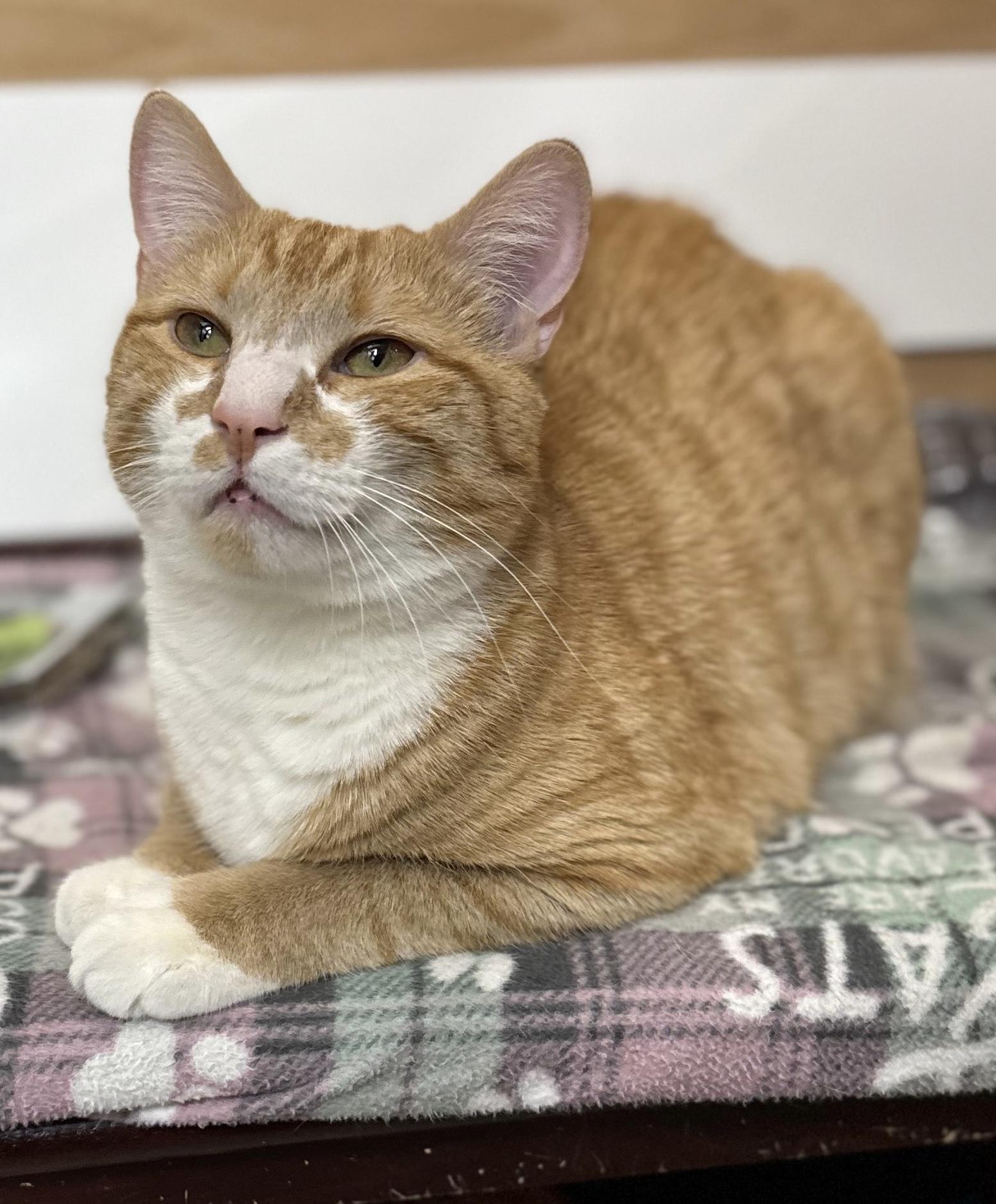 Enlarge Barley and Hopps, a ADOPTABLE Domestic Short Hair in Salem, NH image 2/3