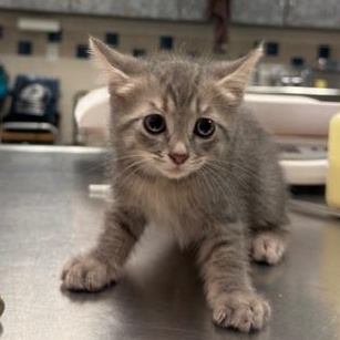 Enlarge Josh, an adopted Domestic Short Hair in Allen, TX image 1/1