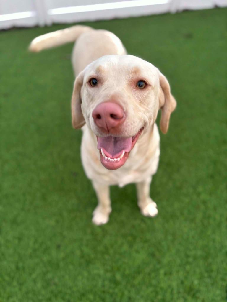 Enlarge CiCi fka Goldie, a Adopted Labrador Retriever in Little Rock, AR image 1/3