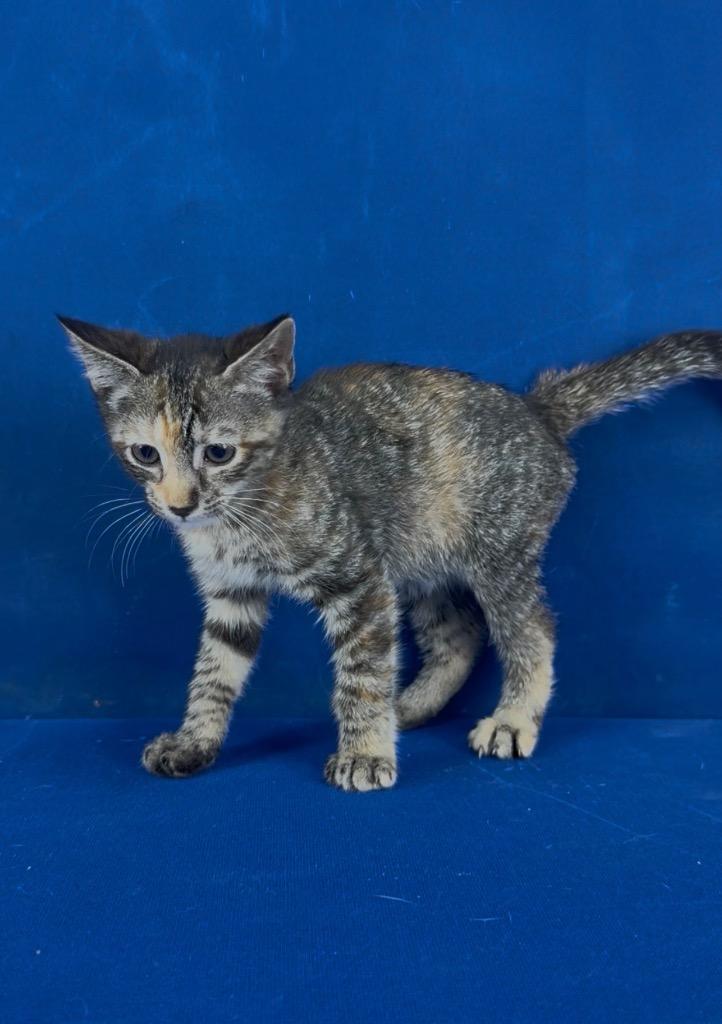 Patrice, Adoptable, Kitten Female Calico.