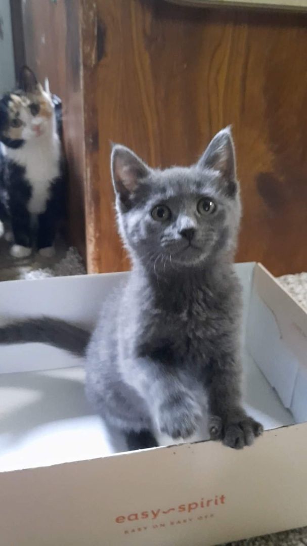 Ash, Adopted, Young Female American Shorthair.