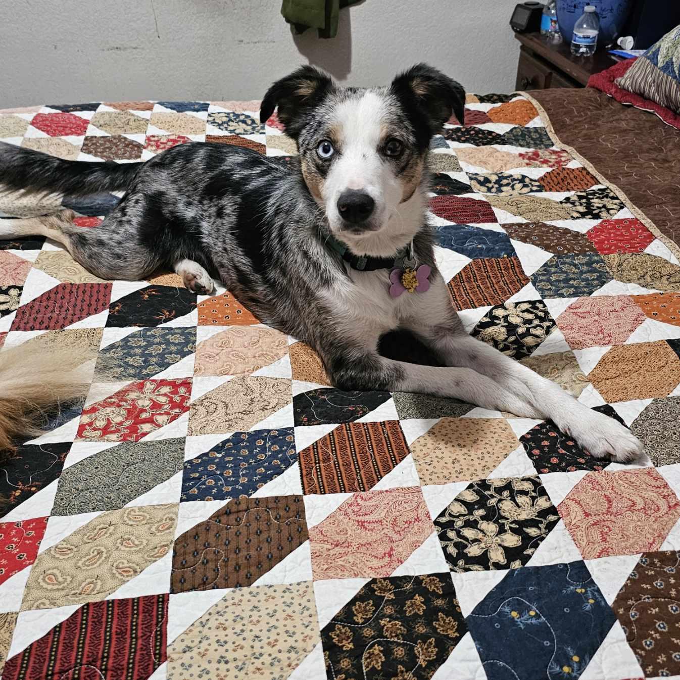 Rowdy, ADOPTABLE, Young Female Australian Shepherd & Border Collie.