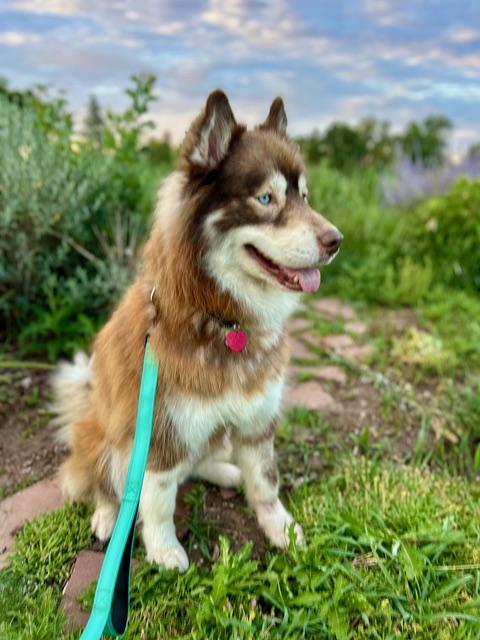Skippy, a ADOPTABLE mixed breed in Aspen, CO image 2/3