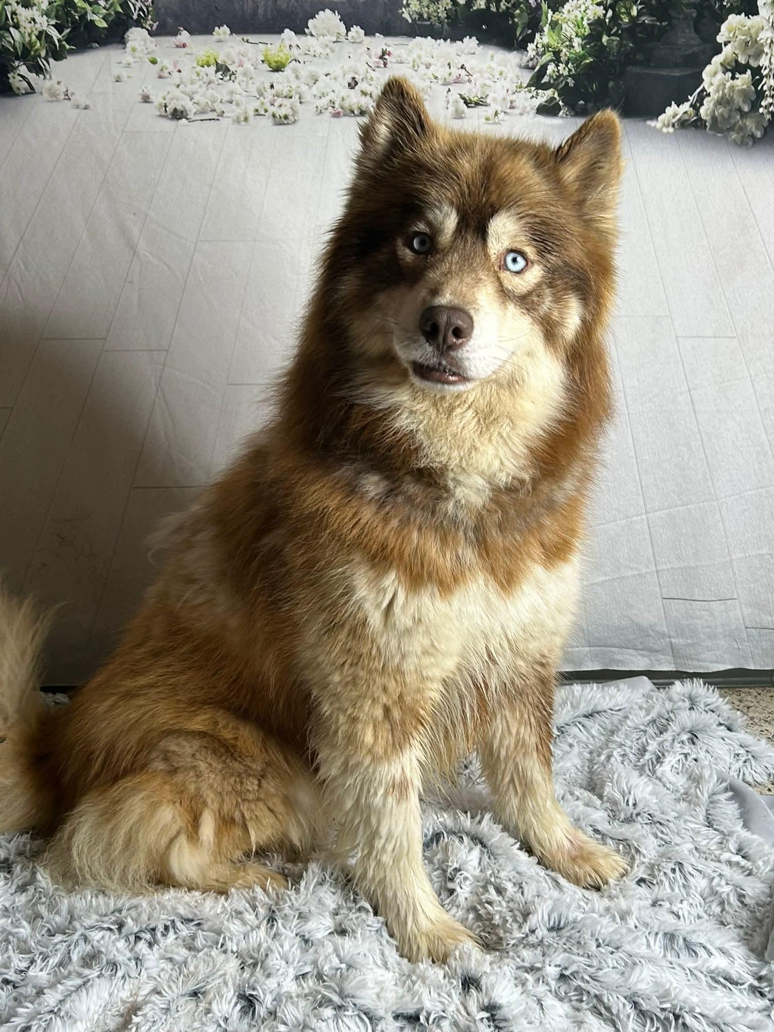 Skippy, a ADOPTABLE mixed breed in Aspen, CO image 3/3