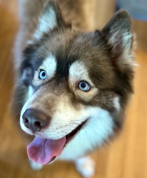 Skippy, a ADOPTABLE mixed breed in Aspen, CO image 1/3