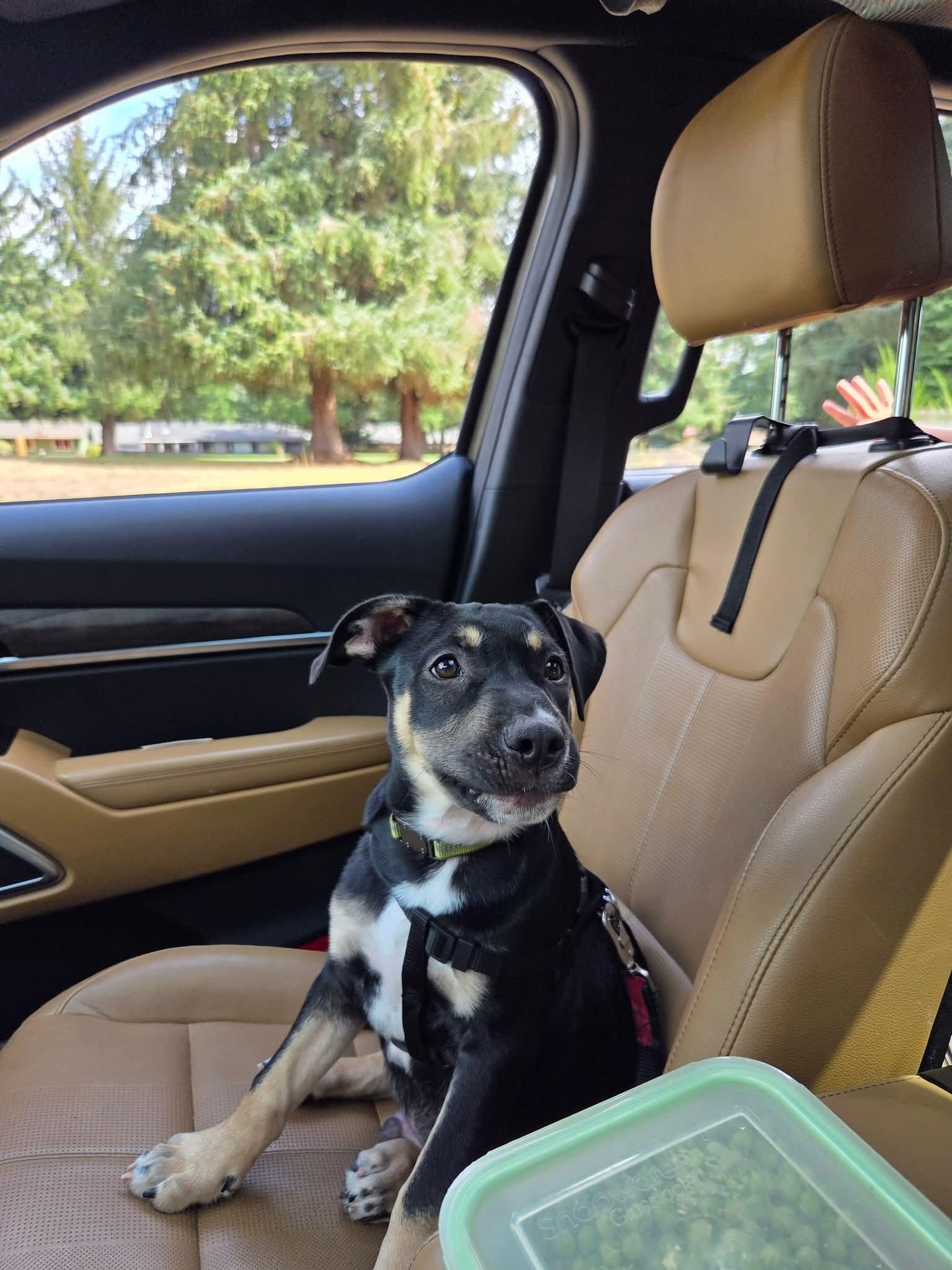 Fudgy, Adoptable, Puppy Male Mixed Breed.