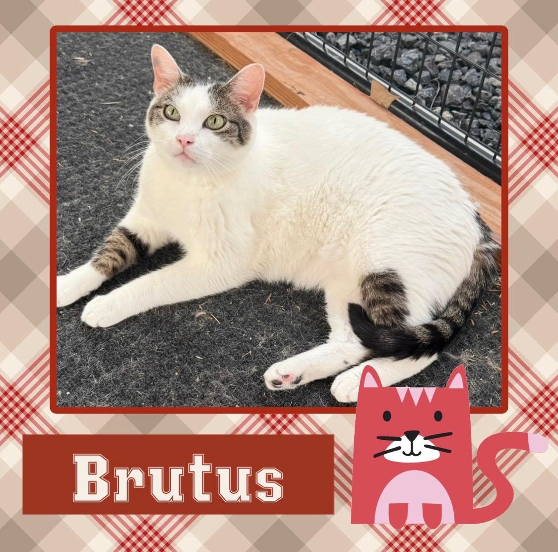 Enlarge Brutus, a Adoptable Domestic Short Hair in Kearney, NE image 1/2