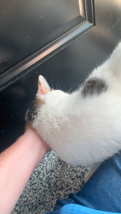 Enlarge Brutus, a Adoptable Domestic Short Hair in Kearney, NE video 2/2