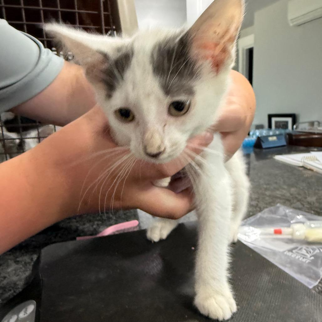 Enlarge White Kitten Two, a Adoptable Domestic Short Hair in Ferndale, WA image 1/1